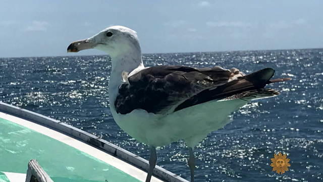 hartman-sea-gull1920-534667-640x360.jpg 