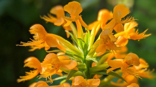 orange-orchid.jpg 