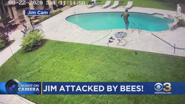 Jim-Donovan-attacked-by-bees-.jpg 