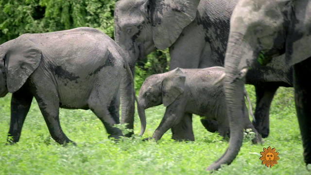 elephants-d1920-536149-640x360.jpg 