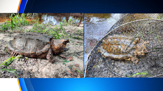 Giant snapping turtle trying to get into a fish trap : r