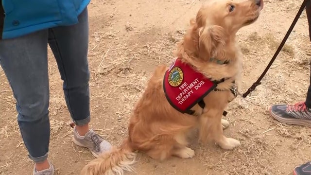 kerith_firefighter_therapy_dog_082620.jpg 