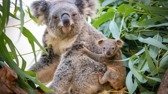 cleveland-koala-joey-1.png 