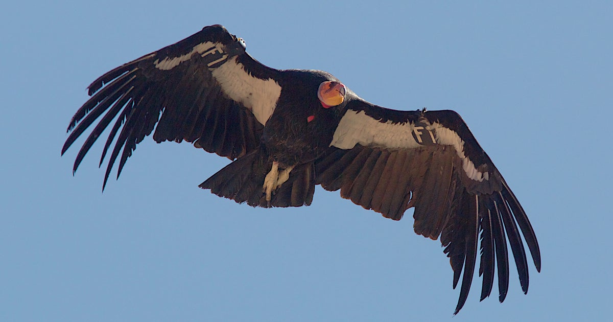 Fate Of Endangered Condors Unknown After Sanctuary Burns In Central ...