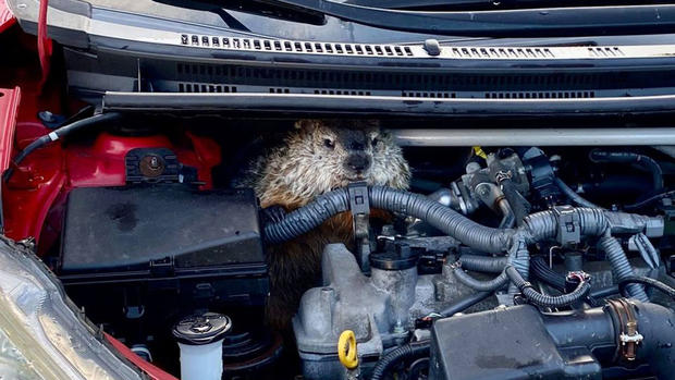 groundhog stuck in car 