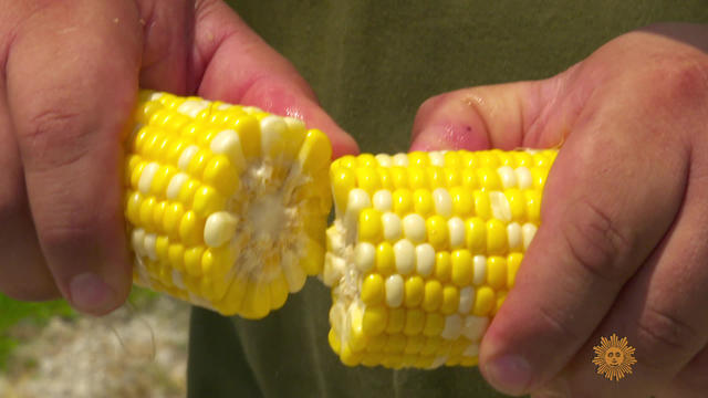 breaking-corn-cob1920-538850-640x360.jpg 