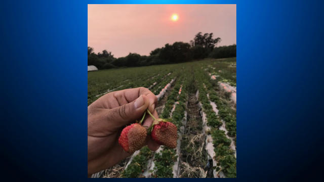 Royal-Oaks-strawberry-farm-hurt-by-fires.jpg 