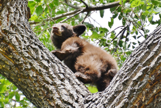 CSprgs Bear Cubs 3 (2nd cub, from CPW SE Region tweet) 