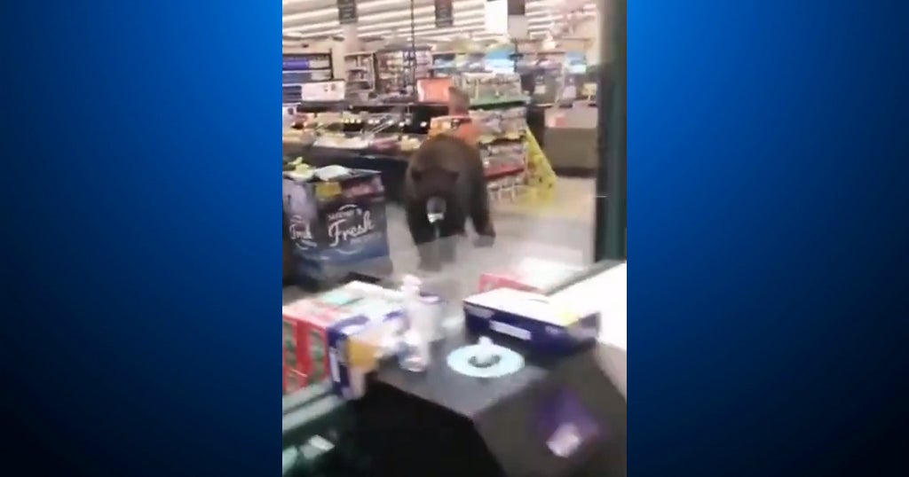 Video Bear Wanders Into North Lake Tahoe Safeway Store Looking For Snacks CBS San Francisco