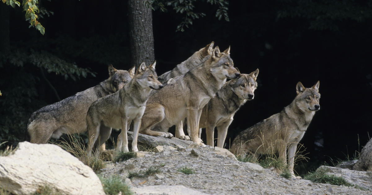 Федералните предлагат награда от $50 000, след като 3 застрашени сиви вълка бяха открити мъртви в Орегон