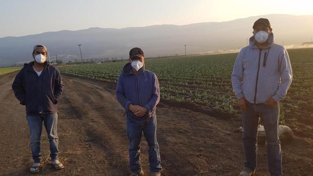 farm-workers-wearing-masks.jpg 