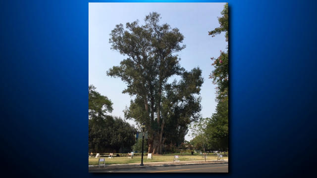 Pleasanton-Tree.jpg 