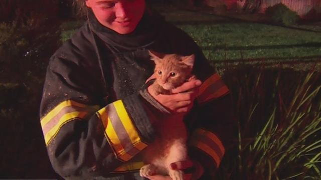 KITTEN-fire-rescue.jpg 