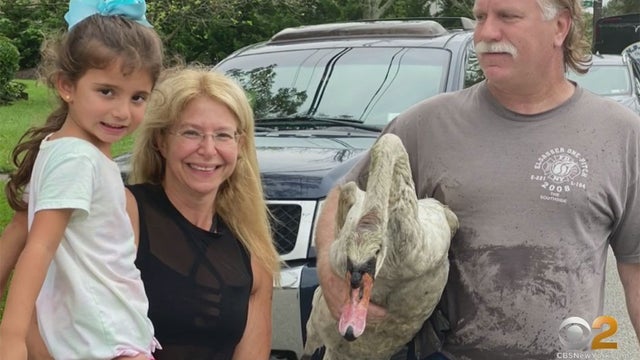 swan.jpg 