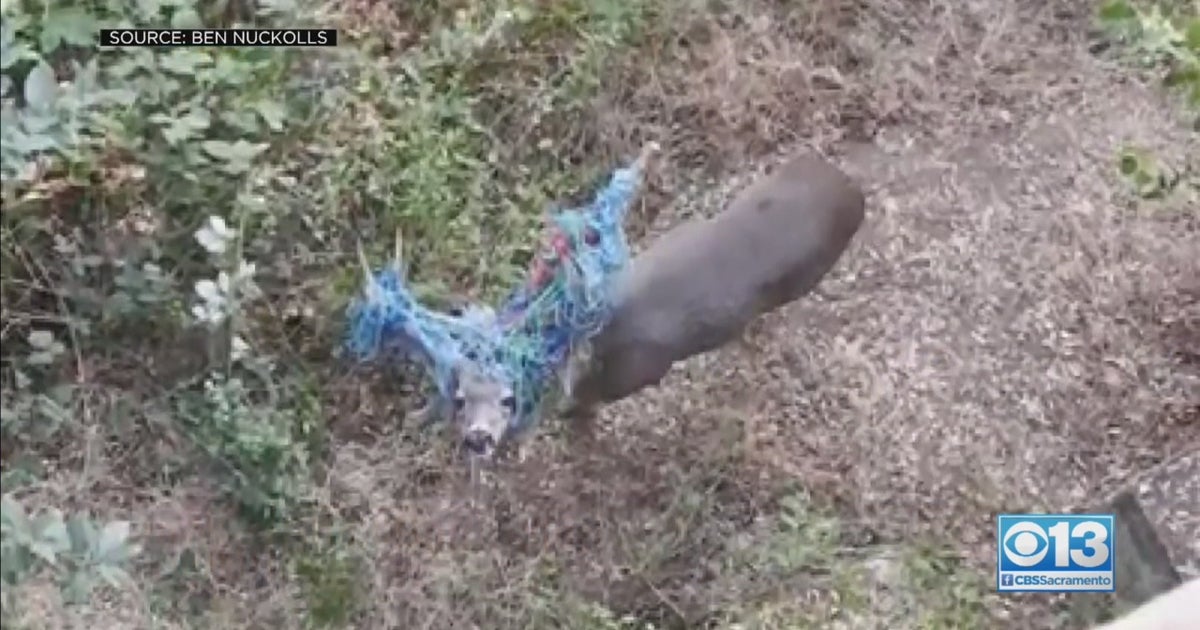 Young Buck Tangled In Hammock Roams Fair Oaks Neighborhood; Rescue ...