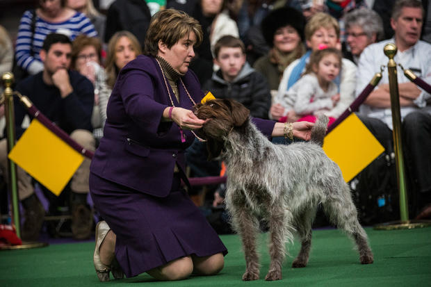 Champion Canines Compete At Annual Westminster Dog Show 