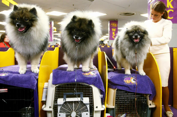 Champion Dogs Compete At Westminster Dog Show 