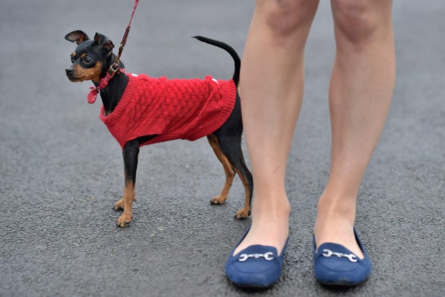 BRITAIN-ANIMAL-DOG-CRUFTS 