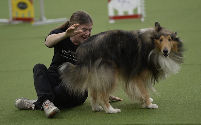 US-ANIMAL-DOG-WESTMINSTER 