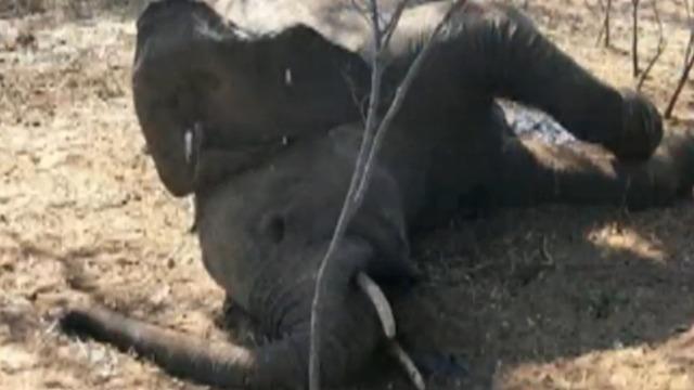 cbsn-fusion-authorities-investigate-elephant-deaths-in-zimbabwe-and-botswana-thumbnail-541684-640x360.jpg 