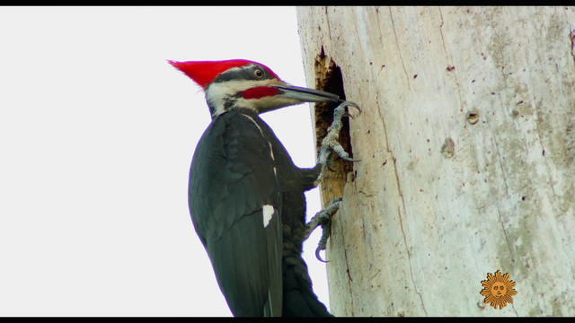 nature-woodpeckers1920-542382-640x360.jpg 