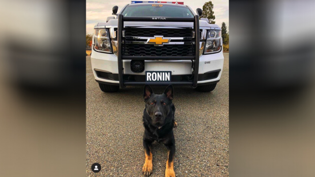 k9-ronin.png 