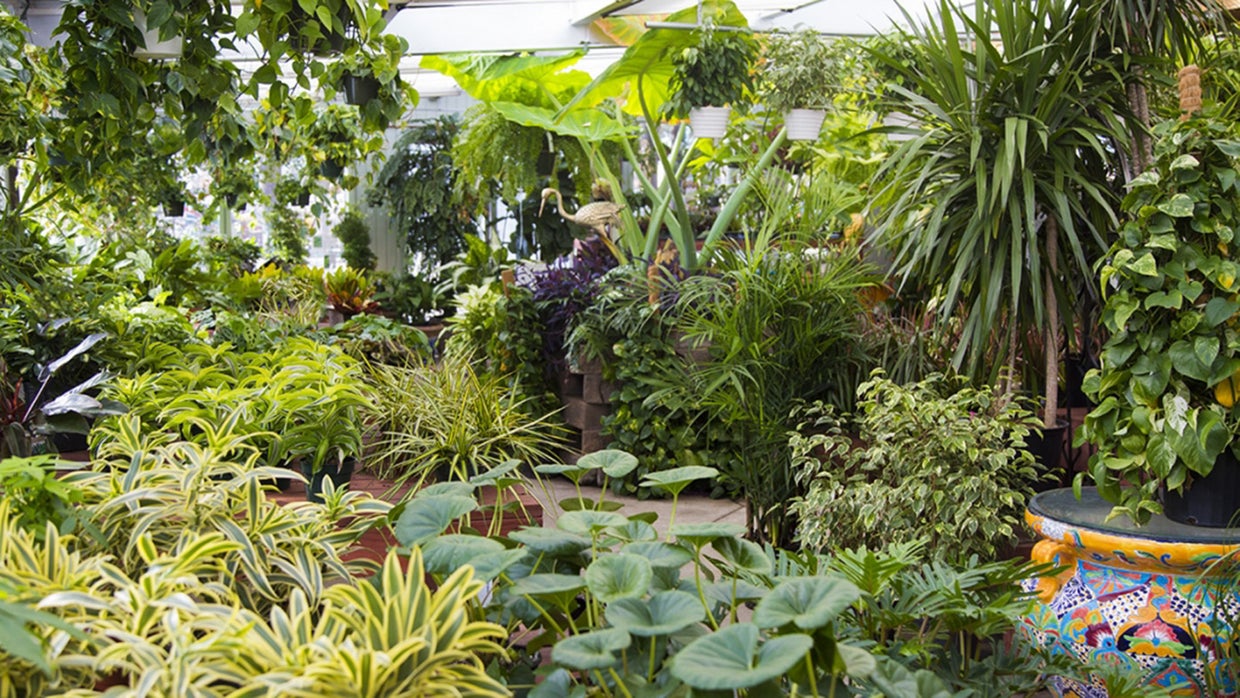 Top Garden Centers And Nurseries In Northern Colorado CBS Colorado