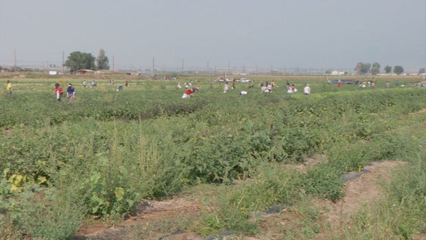 WX GARDEN PREPS PKG .transfer_frame_263 