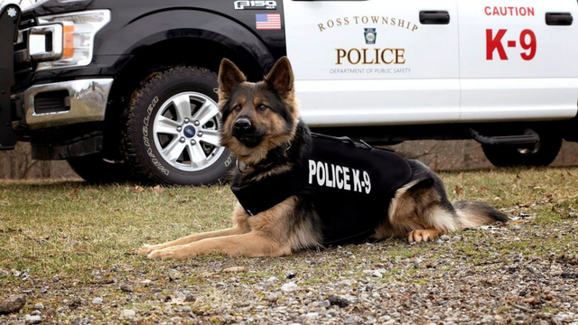 k-9-jimy.png 