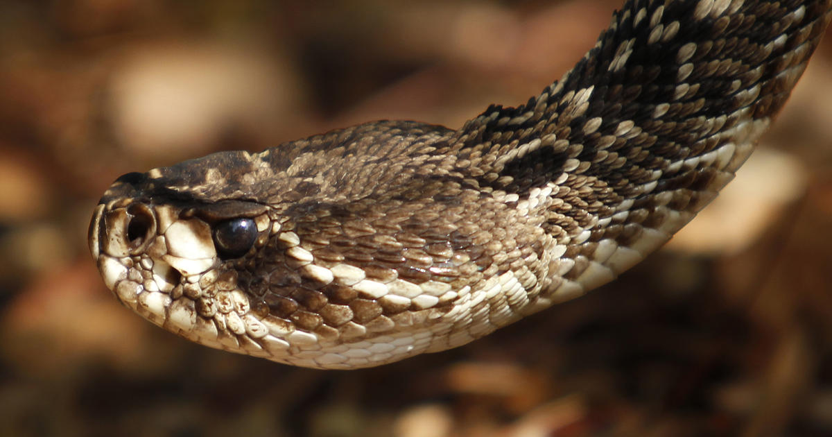 Florida Amazon driver in really serious problem following currently being bitten by rattlesnake