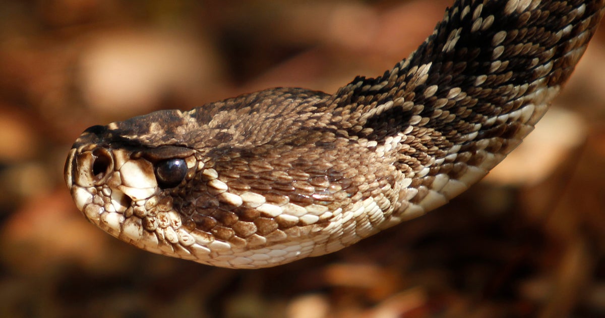 Florida Amazon driver in really serious problem following currently being bitten by rattlesnake Florida Amazon driver in really serious problem following currently being bitten by rattlesnake