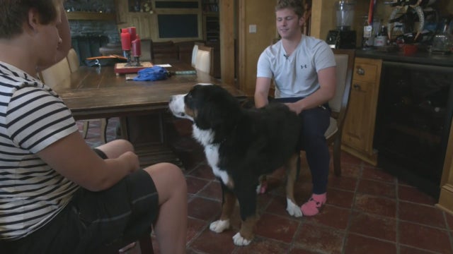 bernese-mountain-dog-catches-thief.jpg 