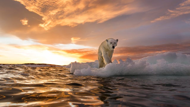 Polar Bear, Repulse Bay, Nunavut, Canada 