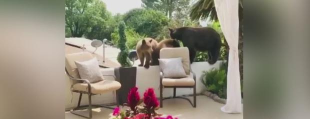 Mama Bear, Cubs Make Visit To Altadena Backyard 