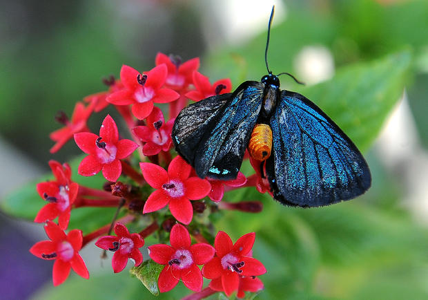 A butterfly is seen at the Los Angeles N 