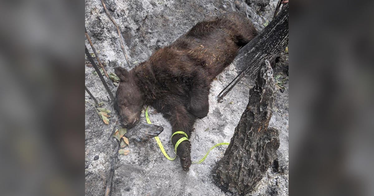 Rescue Team Drags Bear Injured In Bear Fire Up Rough Terrain To Safety ...