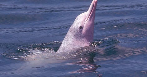 Rare dolphins return to Hong Kong after ferry traffic was halted due to