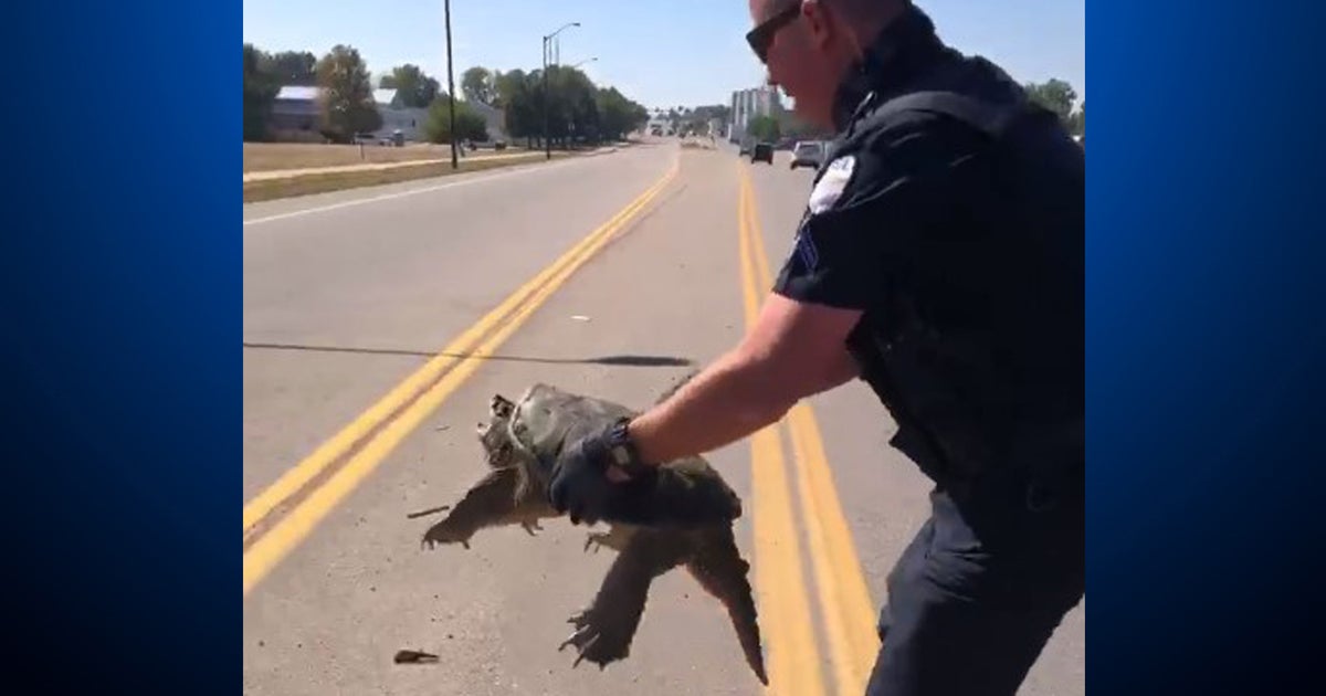 Video Turtle Gets Snappy With Officer Trying To Assist It Across Busy