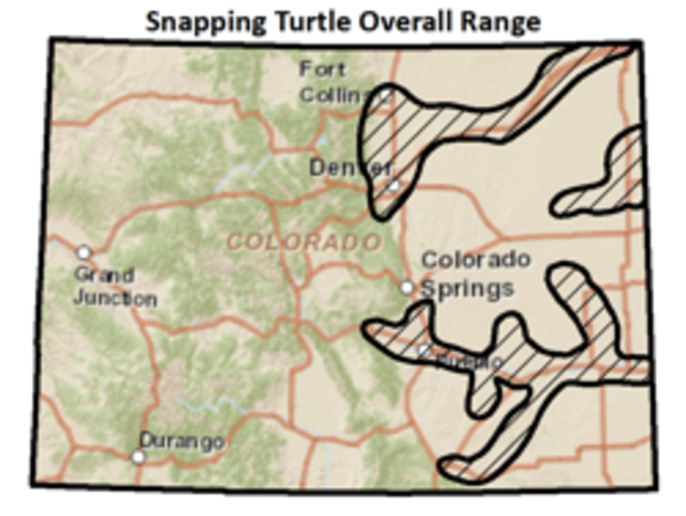 Snapping-Turtle 