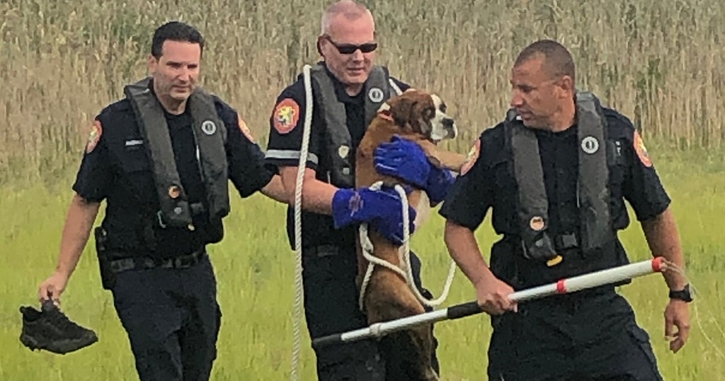 Dog Rescued From Marsh On Long Island - CBS New York
