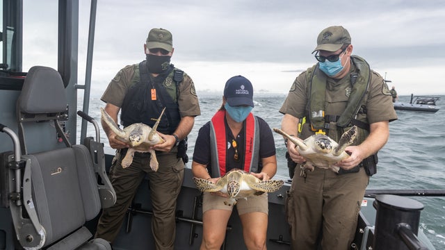 20200909TurtleRelease-114.jpg 