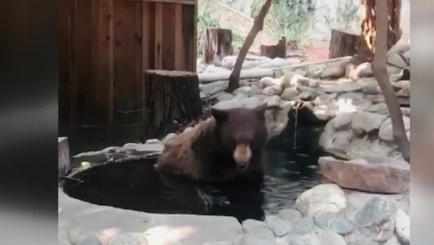 bear in pool 