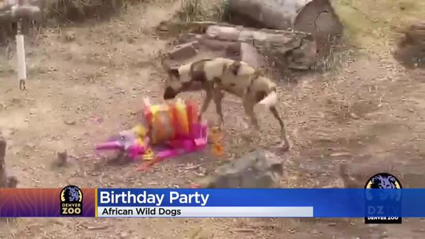 Tilly African Dog Denver Zoo 