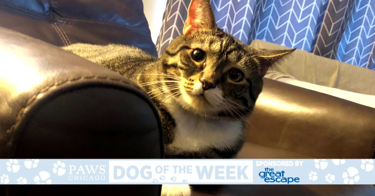PAWS Pet Of The Week: Pandora - CBS Chicago