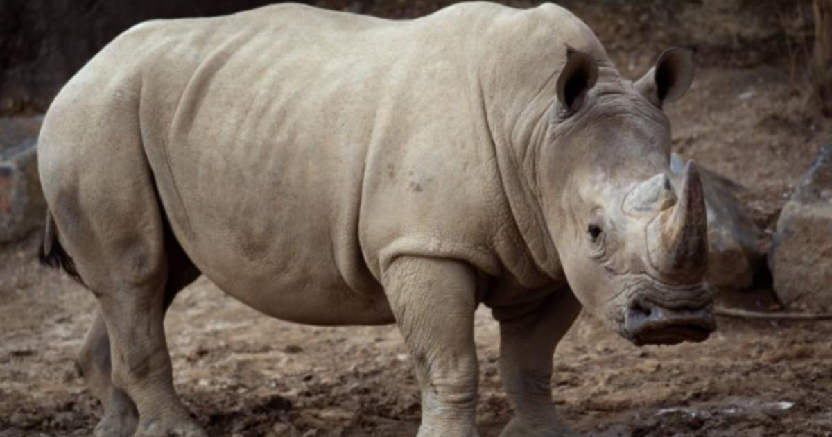 'Stubby' The Rhino's Departure From The Maryland Zoo Has Been Postponed ...