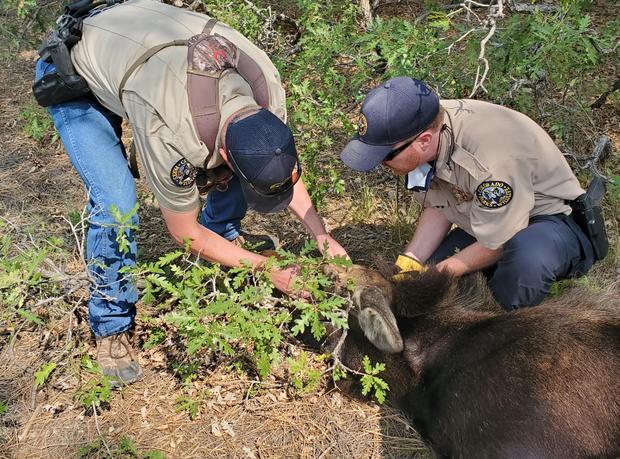 cpw moose rescue credit cpw se region9 