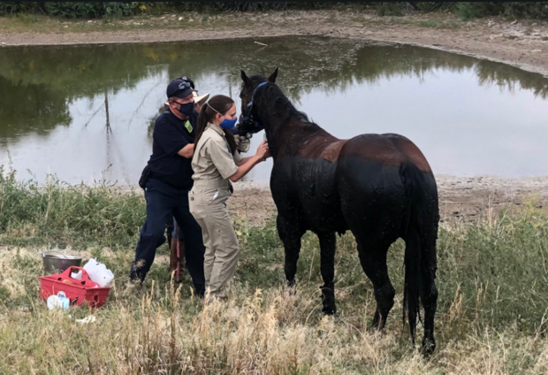 Bear Creek Horse Rescue 9 (West Metro Fire tweet) 