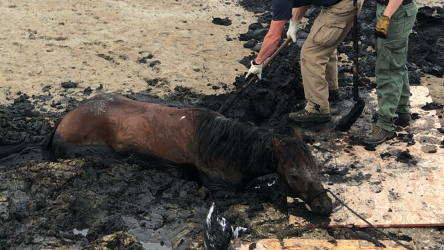 Bear-Creek-Horse-Rescue-6-South-Metro-Fire-tweet.png 