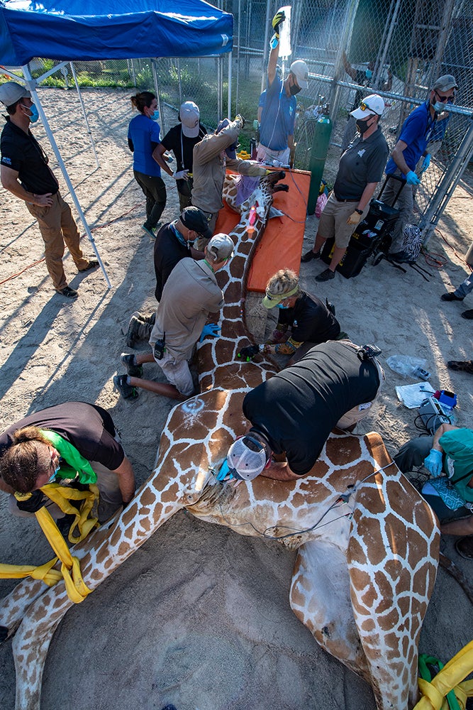 PIX Pongo The Giraffe Undergoes Procedure To Repair Fractures