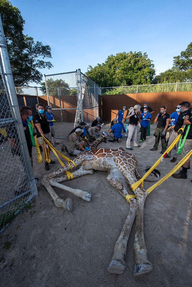 PIX Pongo The Giraffe Undergoes Procedure To Repair Fractures